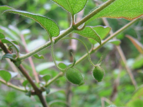 Lonicera gracilipes var. glandulosa