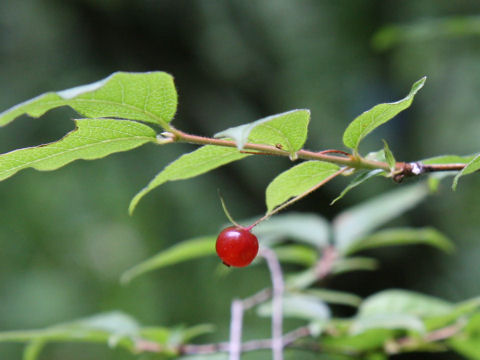 Lonicera gracilipes var. glandulosa