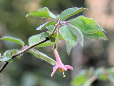 Lonicera gracilipes var. glandulosa