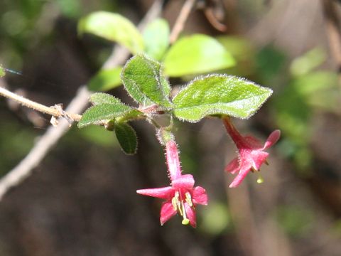 Lonicera gracilipes var. glandulosa