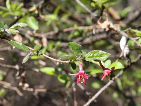 Lonicera gracilipes var. glandulosa