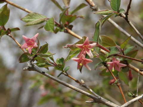 Lonicera gracilipes var. glandulosa