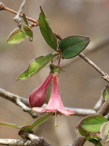 Lonicera gracilipes var. glandulosa