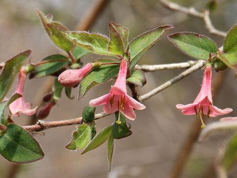 Lonicera gracilipes var. glandulosa