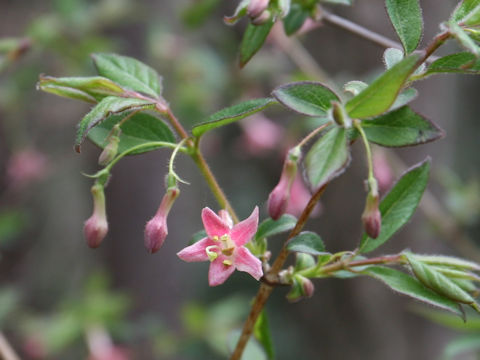 Lonicera gracilipes var. glandulosa