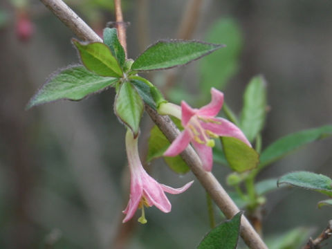 Lonicera gracilipes var. glandulosa