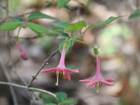 Lonicera gracilipes var. glandulosa