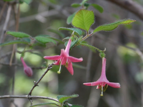 Lonicera gracilipes var. glandulosa