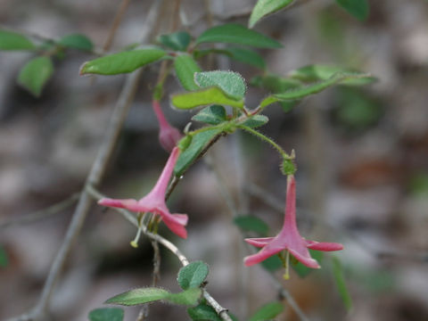 Lonicera gracilipes var. glandulosa