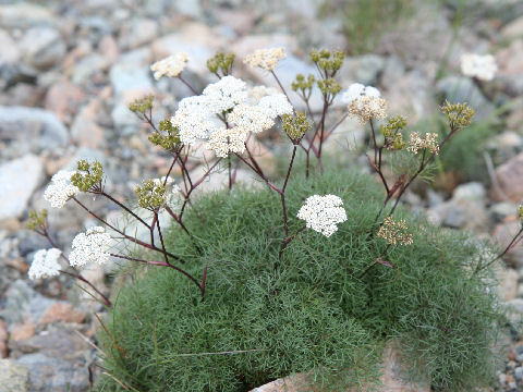 Tilingia tachiroei