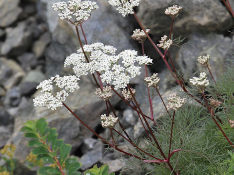 Tilingia tachiroei