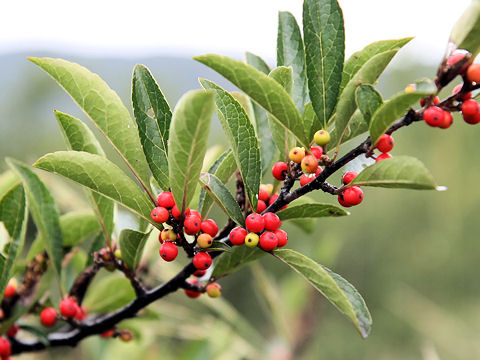 Ilex nipponica