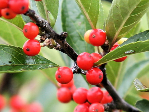 Ilex nipponica