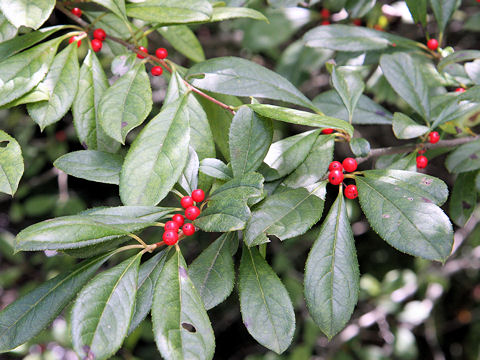 Ilex nipponica