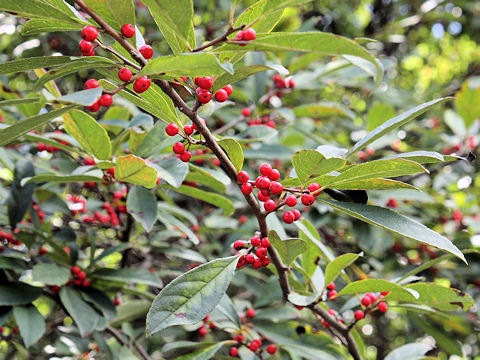 Ilex nipponica