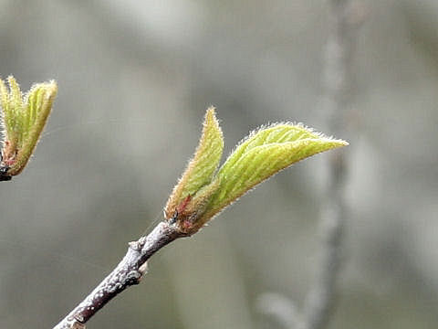 Ilex nipponica