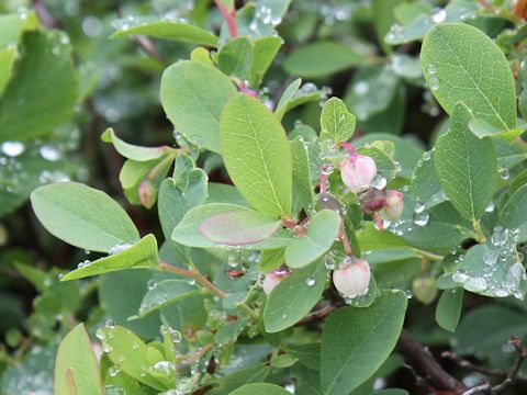 Vaccinium ovalifolium f. platyanthum