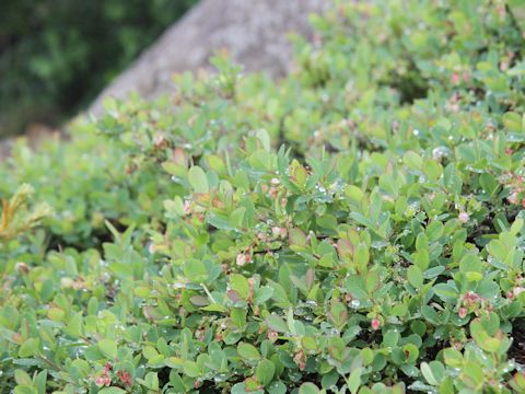 Vaccinium ovalifolium f. platyanthum