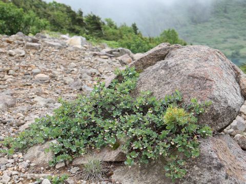 Vaccinium ovalifolium f. platyanthum