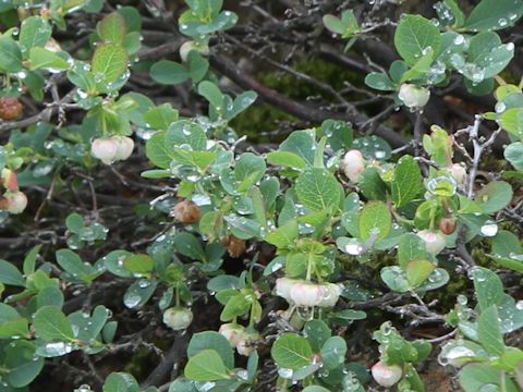 Vaccinium ovalifolium f. platyanthum