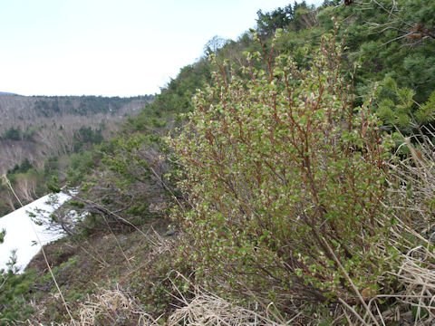 Vaccinium ovalifolium f. platyanthum