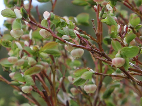 Vaccinium ovalifolium f. platyanthum