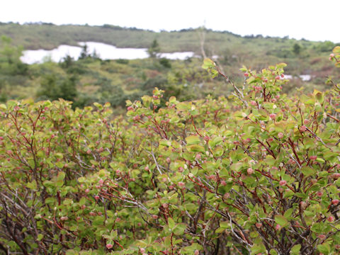 Vaccinium ovalifolium f. platyanthum