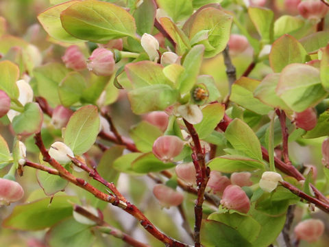 Vaccinium ovalifolium f. platyanthum