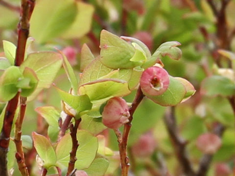 Vaccinium ovalifolium f. platyanthum