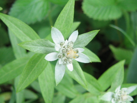 Leontopodium japonicum var. shiroumense