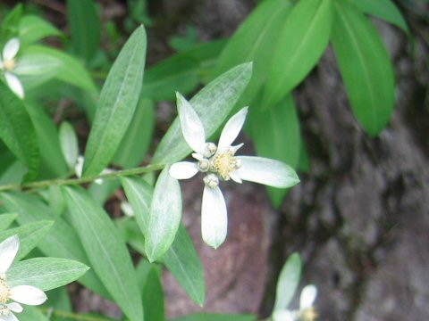 Leontopodium japonicum var. shiroumense