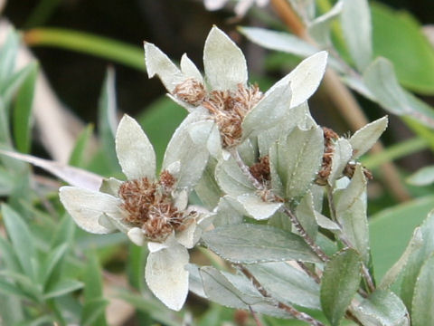 Leontopodium japonicum var. shiroumense