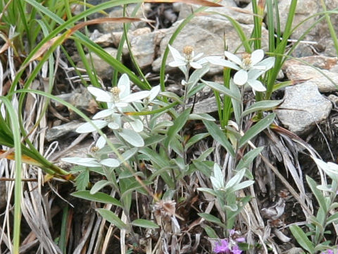 Leontopodium japonicum var. shiroumense