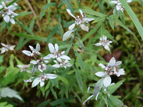 Leontopodium japonicum var. shiroumense