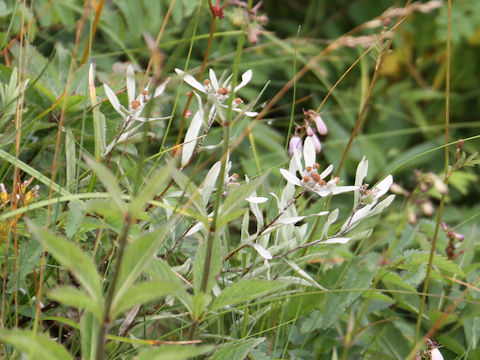 Leontopodium japonicum var. shiroumense