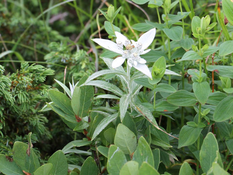 Leontopodium japonicum var. shiroumense