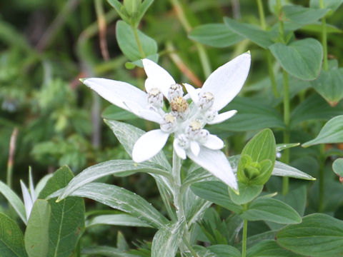 Leontopodium japonicum var. shiroumense