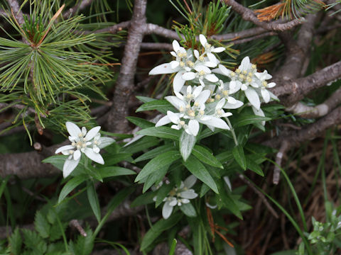 Leontopodium japonicum var. shiroumense