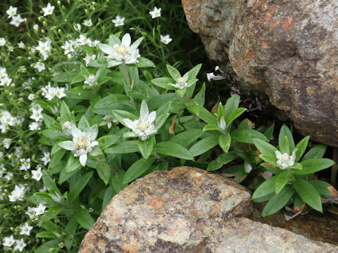 Leontopodium japonicum var. shiroumense