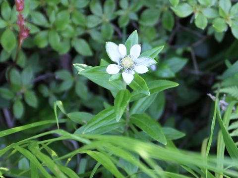 Leontopodium japonicum var. shiroumense