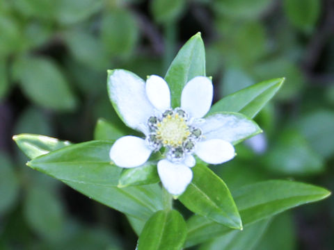 Leontopodium japonicum var. shiroumense