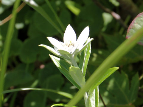 Leontopodium japonicum var. shiroumense