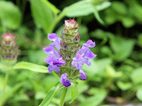 Prunella vulgaris ssp. asiatica var. aleutica