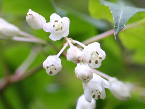 Staphylea bumalda