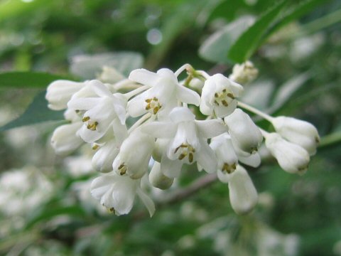 Staphylea bumalda