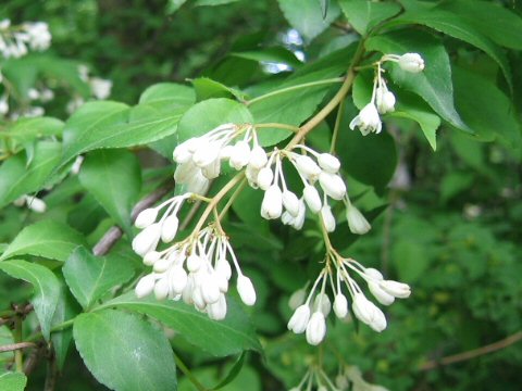 Staphylea bumalda