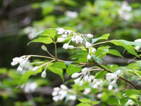 Staphylea bumalda