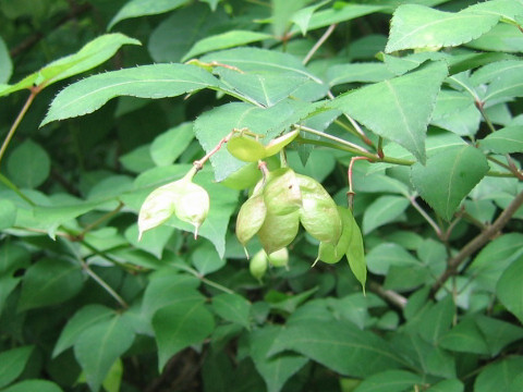 Staphylea bumalda