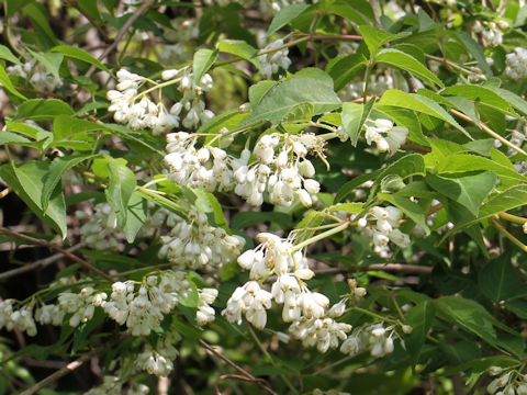 Staphylea bumalda