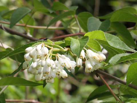 Staphylea bumalda